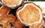木目が緻密で耐久性が高く家具に最適な高級木材「チーク」