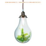 LED付きヒーリングペンダントライト
