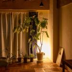 観葉植物の裏
